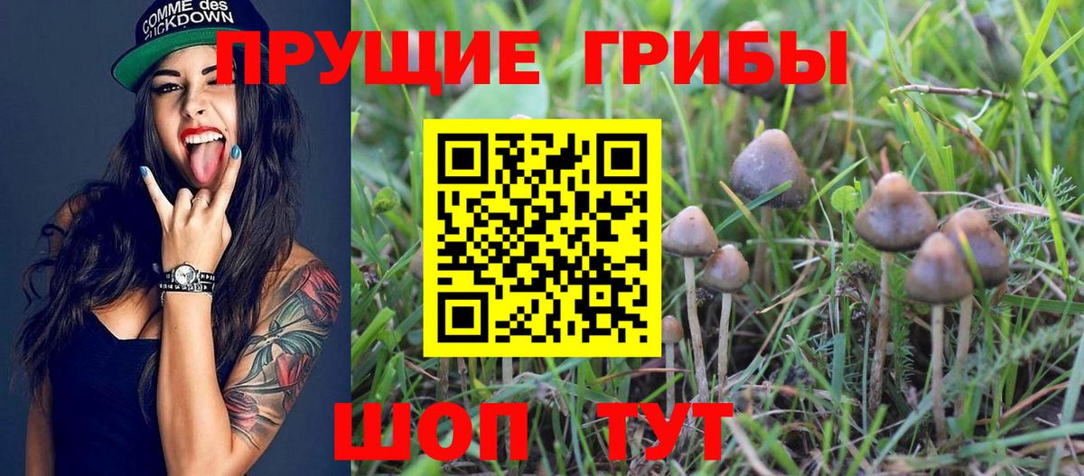 Галлюциногенные грибы Psilocybe Энгельс